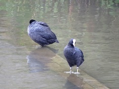 Fulica atra