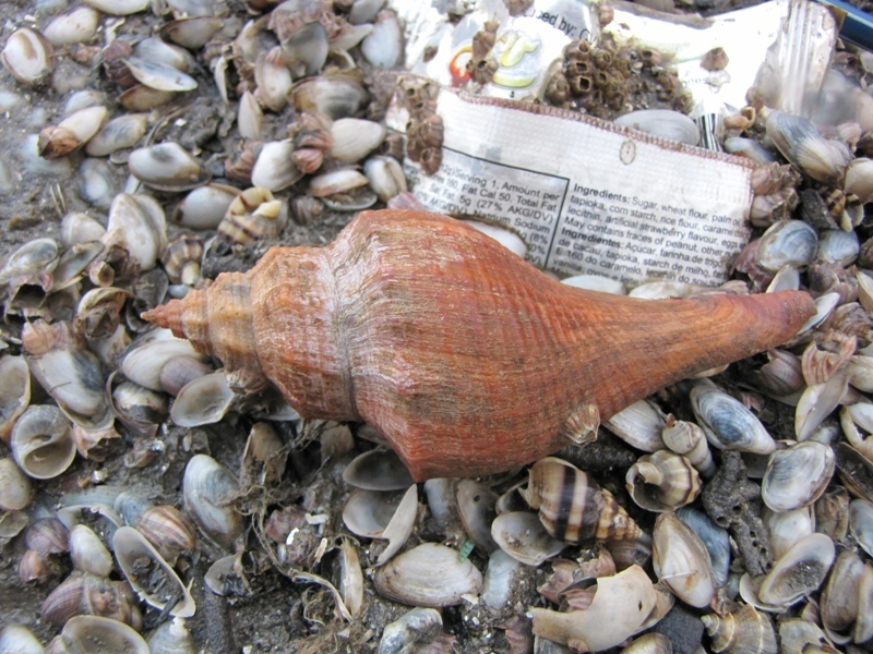 ternate false fusus (Brunneifusus ternatanus)
