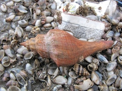 Brunneifusus ternatanus