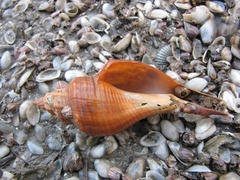 Brunneifusus ternatanus