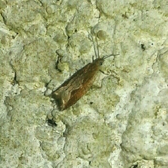 Ancylis diminuatana
