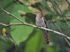 Cacomantis variolosus sepulcralis