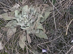 Verbascum songaricum
