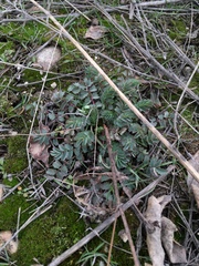 Sanguisorba minor balearica