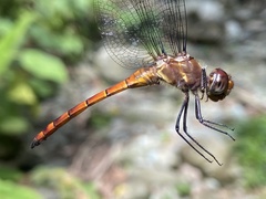 Elasmothemis cannacrioides
