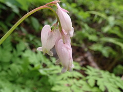 Dicentra formosa formosa