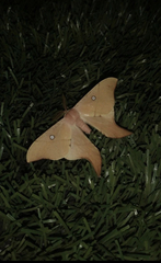 Cercophana venusta