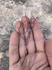 Eriogonum nidularium
