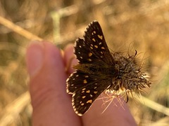 Butleria elwesi