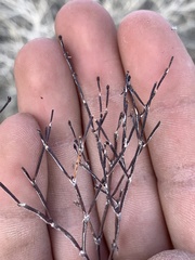 Eriogonum nidularium