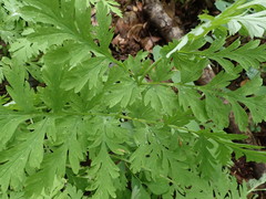 Dicentra formosa formosa
