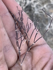 Eriogonum nidularium