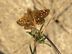 Butleria elwesi