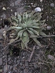 Verbascum songaricum