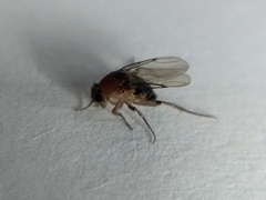 Phoridae
