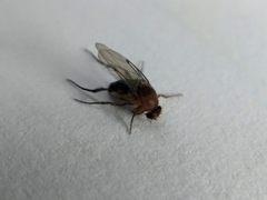 Phoridae