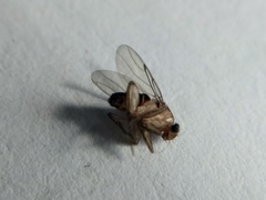 Phoridae