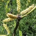 Prosopis glandulosa - Photo (c) Jaxon Rickel, osa oikeuksista pidätetään (CC BY), lähettänyt Jaxon Rickel