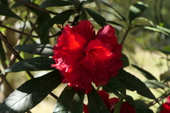 Rhododendron thomsonii