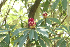 Rhododendron thomsonii