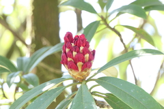 Rhododendron thomsonii