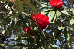 Rhododendron thomsonii