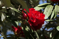 Rhododendron thomsonii