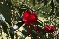 Rhododendron thomsonii