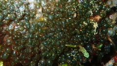 Valonia aegagropila