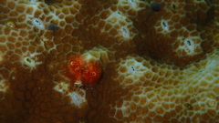 Spirobranchus corniculatus