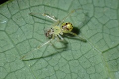 Thwaitesia glabicauda