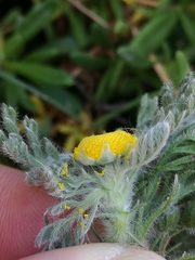 Cotula discolor