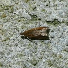 Ancylis diminuatana