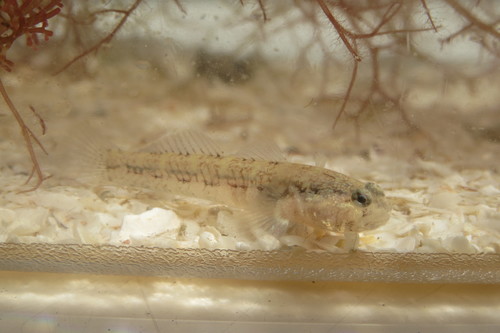 Twoscale goby (Gobiosoma longipala) — Gobiidae — 3