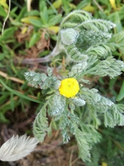 Cotula discolor