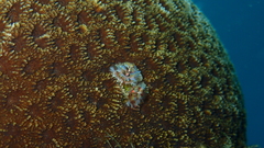 Spirobranchus corniculatus