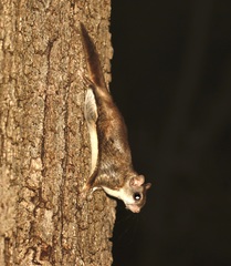 Glaucomys volans