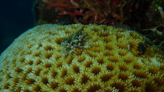 Spirobranchus corniculatus