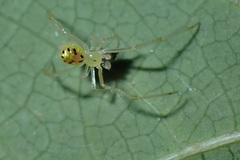 Thwaitesia glabicauda