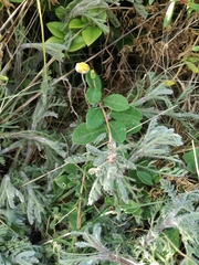 Cotula discolor