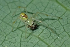 Thwaitesia glabicauda