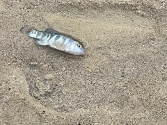 Cyprinodon salinus salinus