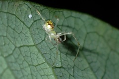 Thwaitesia glabicauda