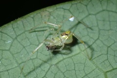 Thwaitesia glabicauda