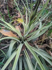 Bromeliaceae