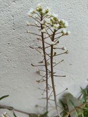 Capsella bursa-pastoris