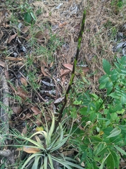 Bromeliaceae