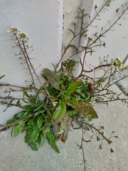 Capsella bursa-pastoris