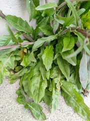 Capsella bursa-pastoris