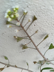 Capsella bursa-pastoris